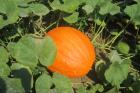 IMG%201163%203.JPG