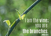 I am the vine you are the branches